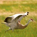 Greater sandhill crane on Seedskadee National Wildlife Refuge