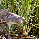A light brown bird with long legs and beak standing on the bank of a wetland