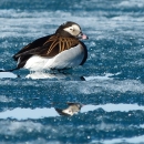 A duck with a long feathery tail on a frozen lake