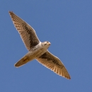A brown, white and tan bird of prey flying overhead in front of a blue sky