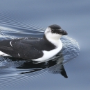 A black and white bird swimming in the water