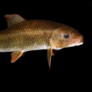 a light brown and pale red fish with scales on a black background
