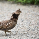 A bird on the ground with various shades of brown and tufted feathers on it's head