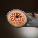 A grey cylindrical with circular mouth covered in tiny teeth with a small orifice at it's center
