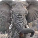 closeup view face to face with an adult African elephant showing one broken off tusk.
