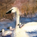 Artwork of tundra swans by Ann Wilmsen
