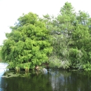 Bright green, fluffy trees surrounded by water