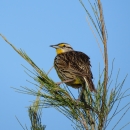 A bird with brown patterned wings, yellow on it's face, neck and breast perched at the top of an evergreen