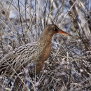 A brown and white marsh bird with a long orange bill.
