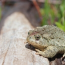 A Wyoming toad basks in the sun. It sits on a log next to green grasses.