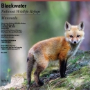Blackwater NWR Mammals