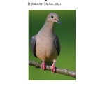 Mourning Dove Population Status, 2021