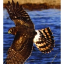 Wheeler Bird Brochure