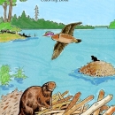 Wetlands Coloring Book