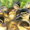 An illustration of a group of yellow ducklings with fuzzy black crowns group together.