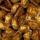 several golden and wavy mussels in a pile together