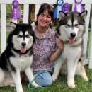 Woman sitting between two malamute dogs with show ribbons in the background