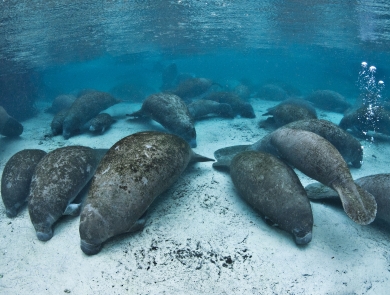 Group of manatees resting in the warm, clear, blue water of Three Sisters Springs 