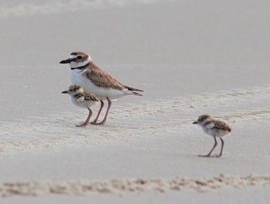 Wilson's plover with chicks on Wassaw NWR