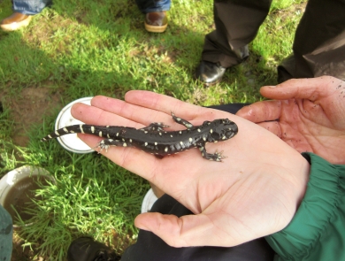 california tiger salamander in hand