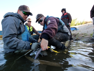 Three men measure a large fish in shallow water near a river's edge