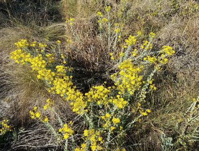 Image is a picture of Florida golden aster bush of bright yellow petal florets and white wooly stems.