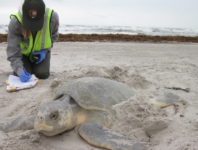 Donna Shaver, sea turtle nesting and stranding coordinator of Texas, and former winner of the U.S. Fish and Wildlife Service Recovery Champions Award, studies a nesting Kemp's ridley sea turtle and records data.