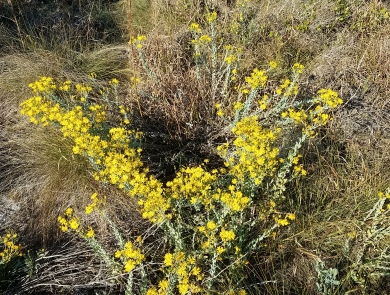 Flowering bush with yellow flowers in the Florida scrub