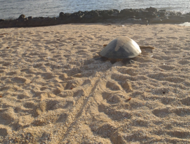 A green sea turtle makes its way from its nest to the ocean. 