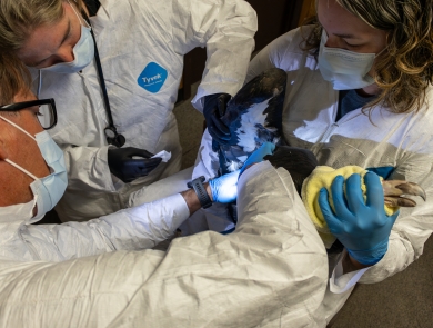 Three people in white tyvek suits and masks hold a large black and white bird, preparing to vaccinate it.