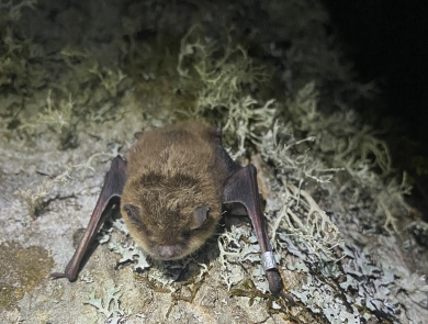 A small brown bat with a silver band on its wing resting on a piece of bark with thin, frilly, silvery-green vegetation