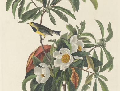 illustration of 2 bachman's warbler in tree