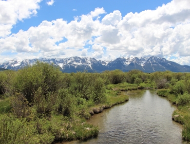 A creek flows with green willows and grass banks with snowy mountains in the background having a mix of bule skies and white puffy clouds.