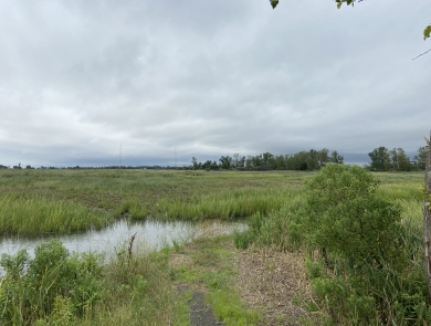 Tall green salt marsh grasses cover a level area, with a narrow channel filled with water in the foreground and a gray, cloudy sky above