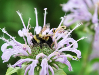 A rusty patched bumble bee visits a wild bergamot flower
