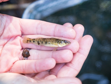 a tiny striped fish laying on a hand