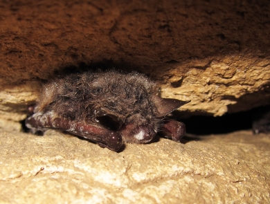 A bat with white fungus on its nose and wings rests on a rock ledge