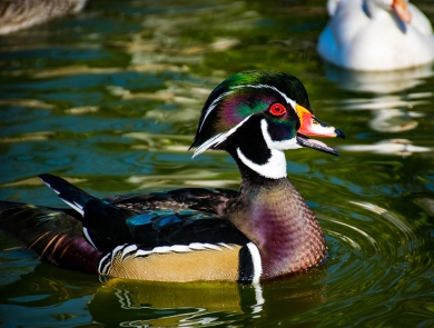 Male wood duck sitting on teal-green water with ripples, facing right with an orange bill, green head and rusty chest