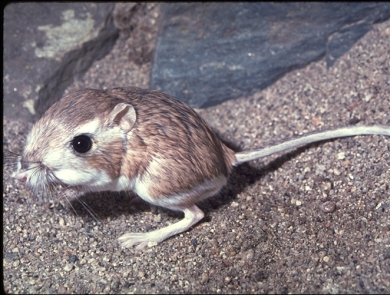 brown and white mammal with large eyes and long tail sits on rock