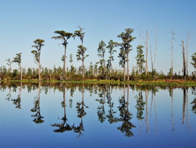 An island with tall trees in the swamp.