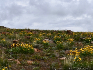 A hillside covered in plants with yellow flowers.