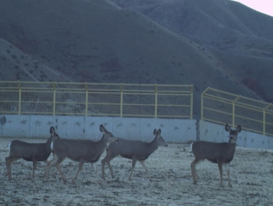 Five deer use wildlife overpass to cross highway 21 in Idaho. 