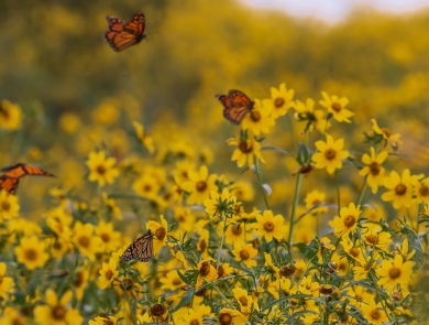 Monarch butterflies fly in a wildflower field.