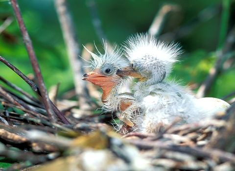Two unidentified baby birds in their nest