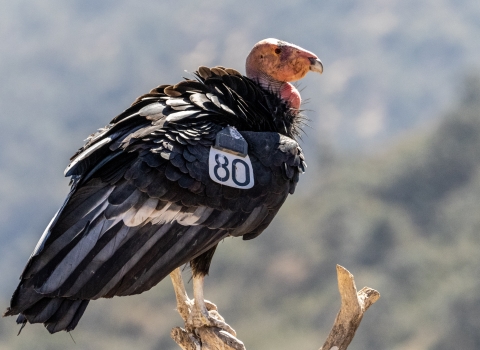 A California condor perched on a branch. It has a white wing tag with the number 80.