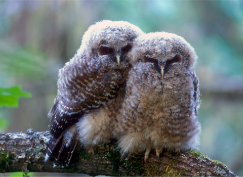 Northern spotted owl fledglings