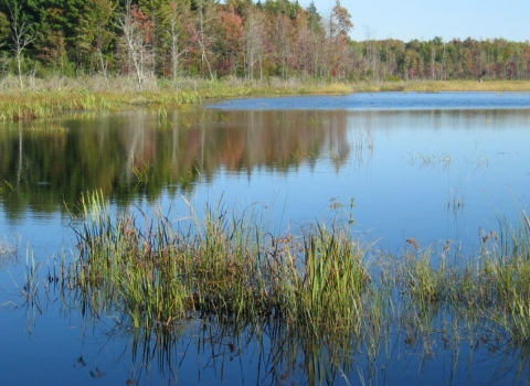 standing water next to a forested area