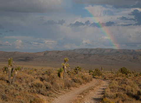 A rainbow behind some mountains in the distance. A gravel road with joshua trees in the foreground.
