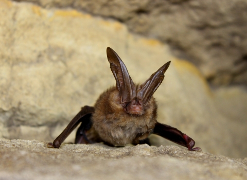 A small brown bat with large ears sits on a rock