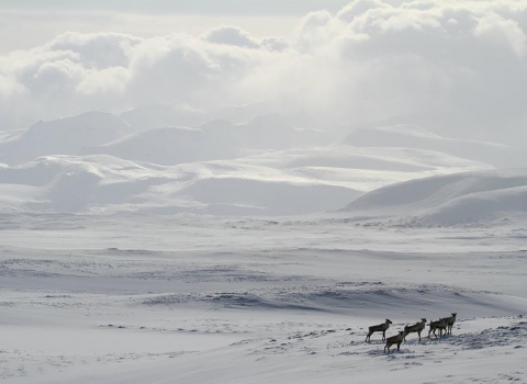 small herd of caribou in the snow